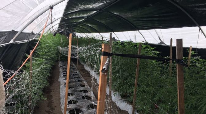 20 tons of illegal cannabis seized in Santa Barbara County